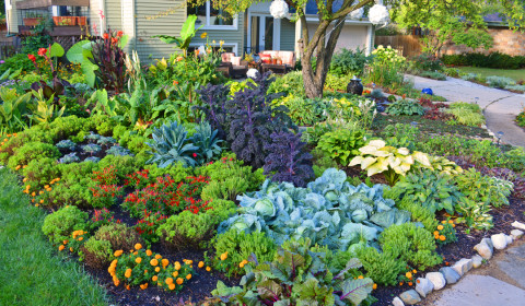 Front Lawn Vegetable Garden Design