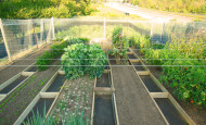 Militant Gardening