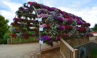 Petunia Bridge