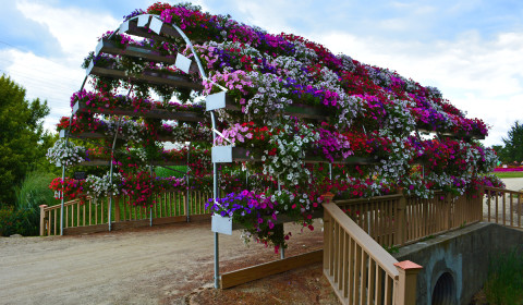 Petunia Bridge