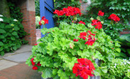 Red Geranium with Blue Door