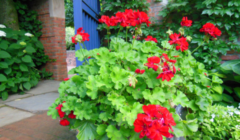 Red Geranium with Blue Door