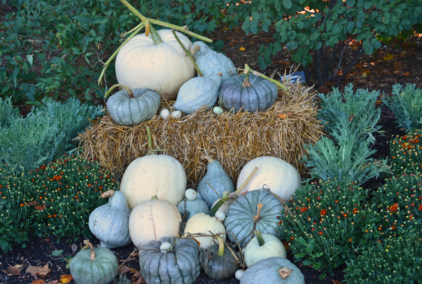 What are some tips to grow a pumpkin?