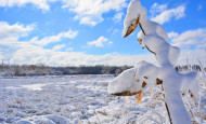 Nepese Marsh frozen with snowy butterfly weed fermilab