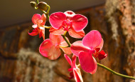 Orchid Show Pink Orchid