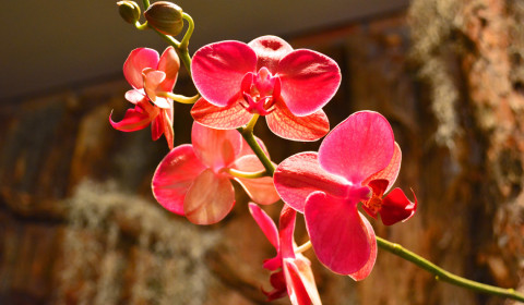 Orchid Show Pink Orchid
