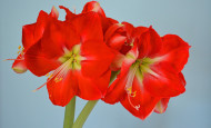 Red Amaryllis flower with Green Eye