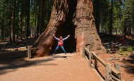 California Shawna Coronado Walk Through Redwood Sequoia At Mariposa Grove