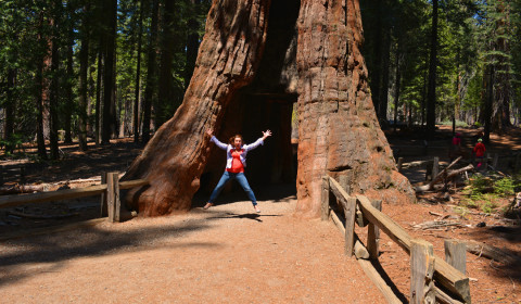 California Shawna Coronado Walk Through Redwood Sequoia At Mariposa Grove