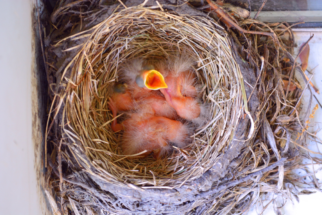 Robin Birds Hatch In My Garden Shawna Coronado