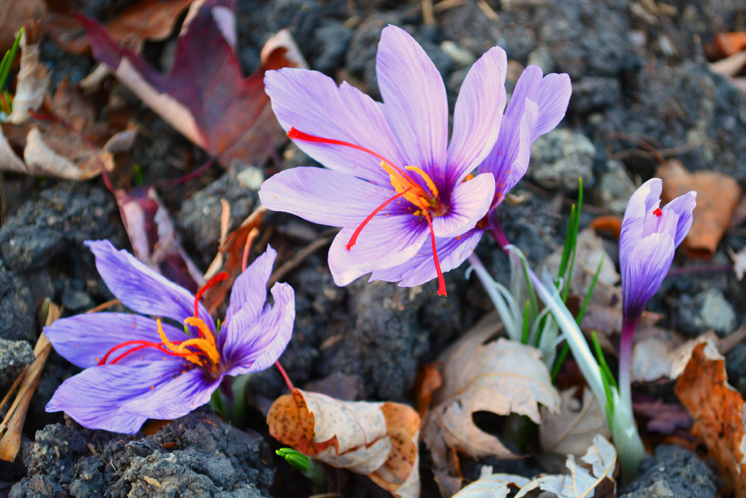 Growing Saffron Crocus Crocus Sativus Shawna Coronado