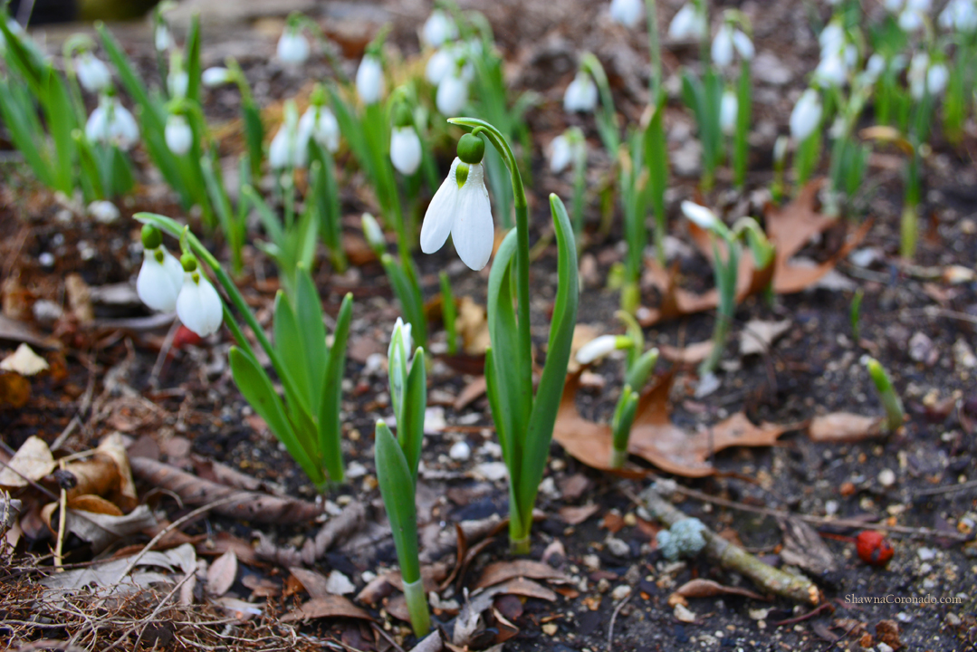Snowdrops in Bloom Galanthus Elwesii Shawna Coronado