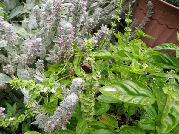 Organic Control Of The Japanese Beetles