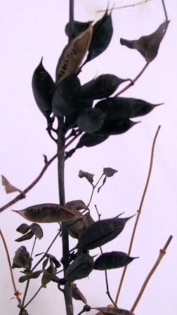 Baptisia Winter Black Rattle