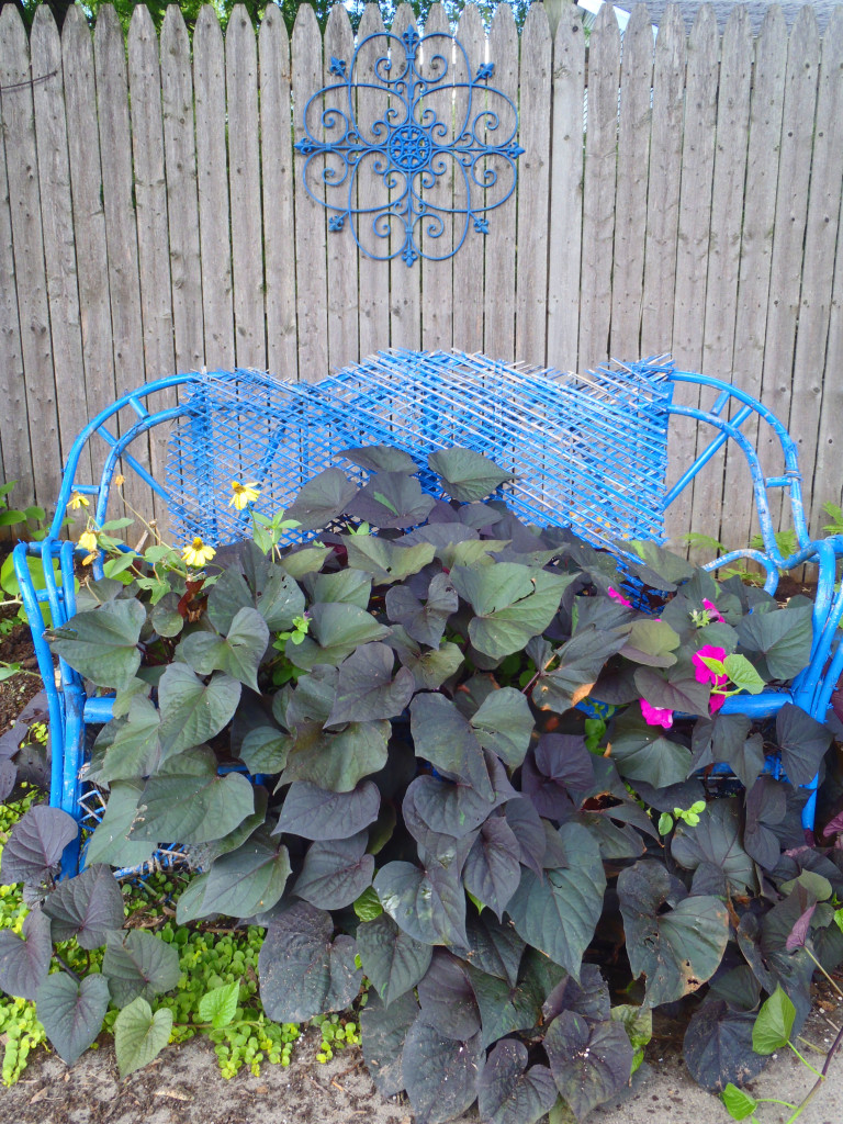 Wicker Container garden with sweet potato vine blue