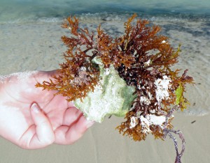 Live coral washed up near Playa Del Carmen, Mexico.