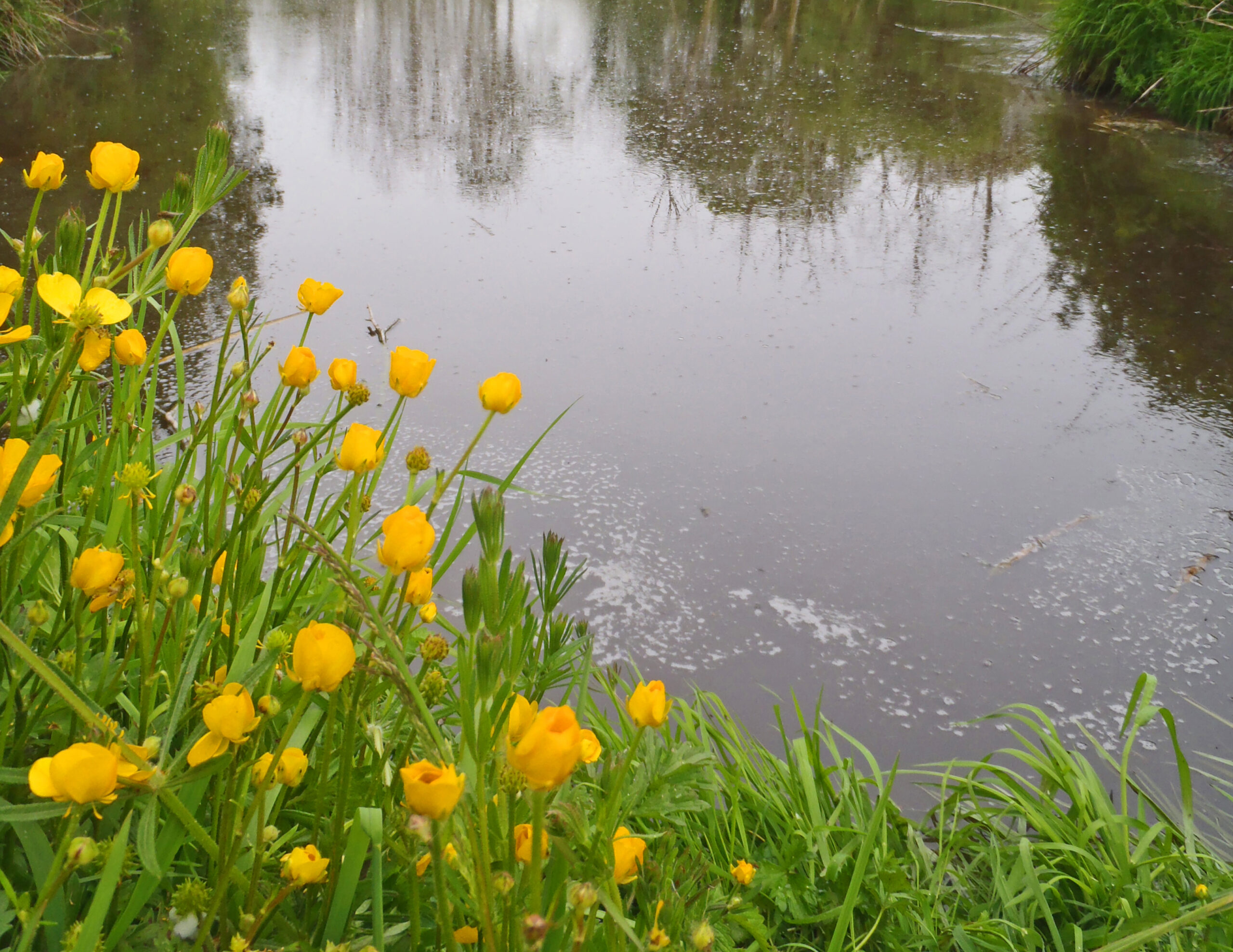 Reed bed water processing system on Glenisk property.