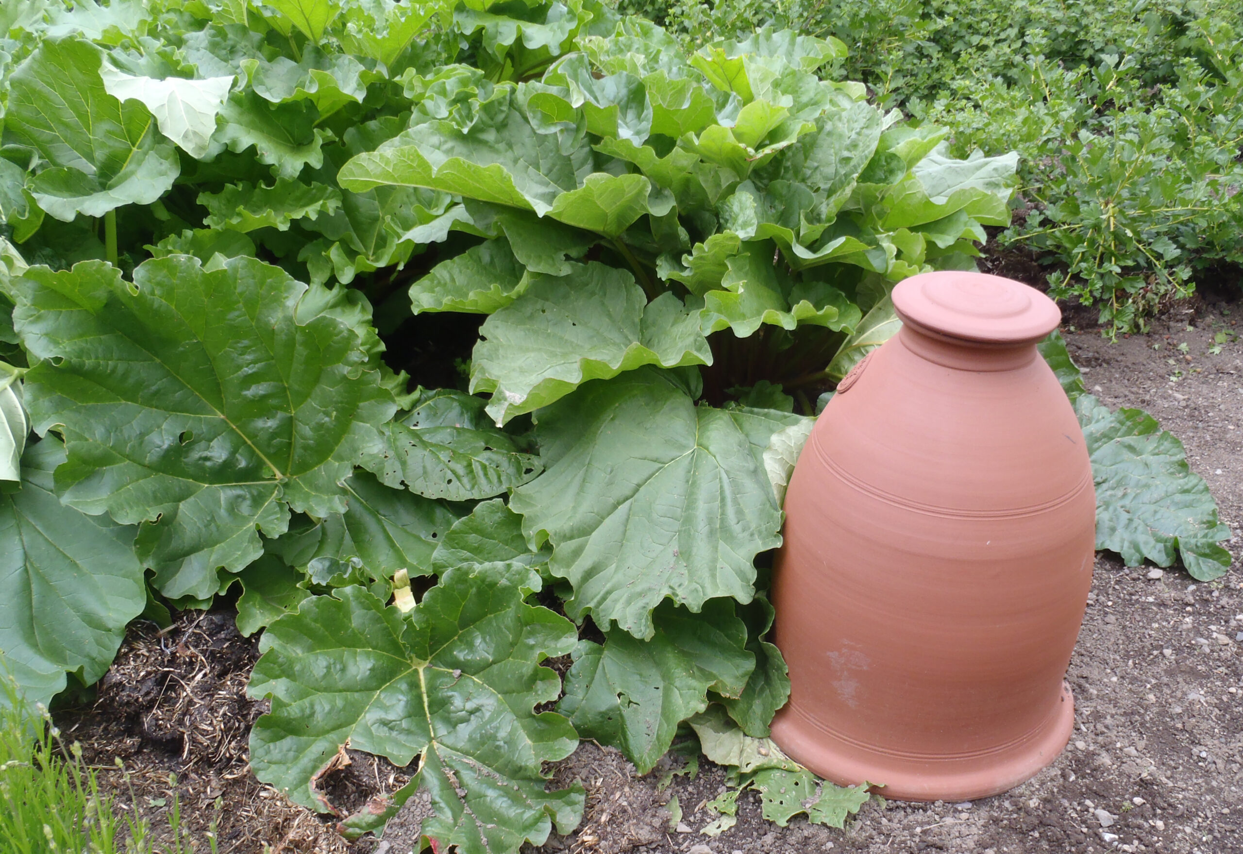 Kitchen walled garden in Ireland