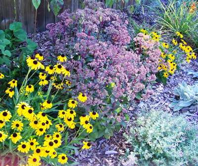 Black eyed susans and fall sedum