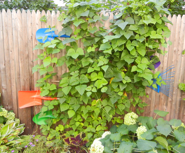 How To Build A Sustainable “Recycled” Trellis From Old Shovels and Rakes