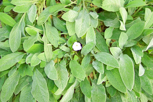 Petunia in Lamb's Ears