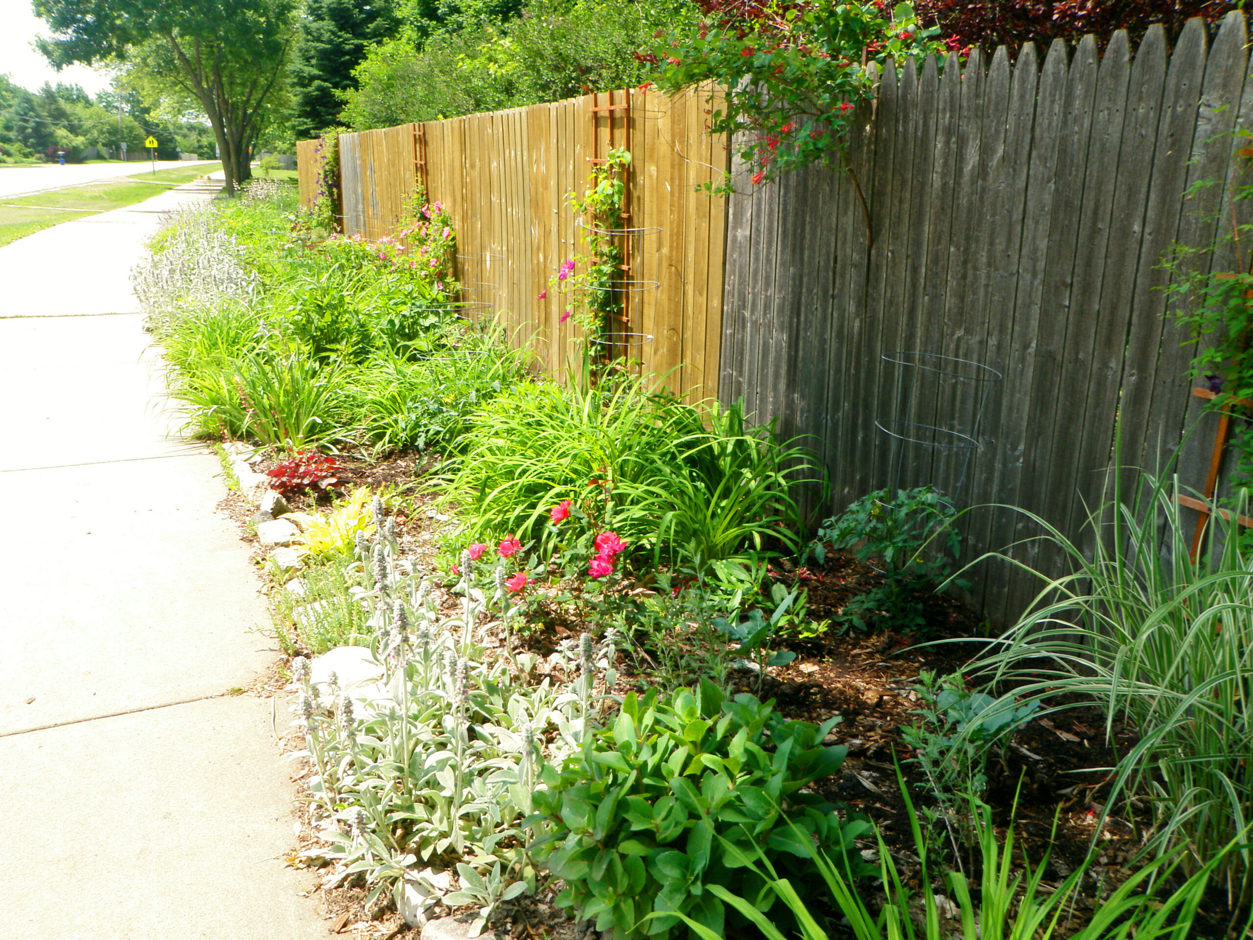 Shawna Coronado's behind-the-fence garden late spring.