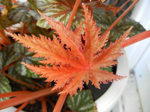 Gryphon begonia as a freshly newborn leaf.