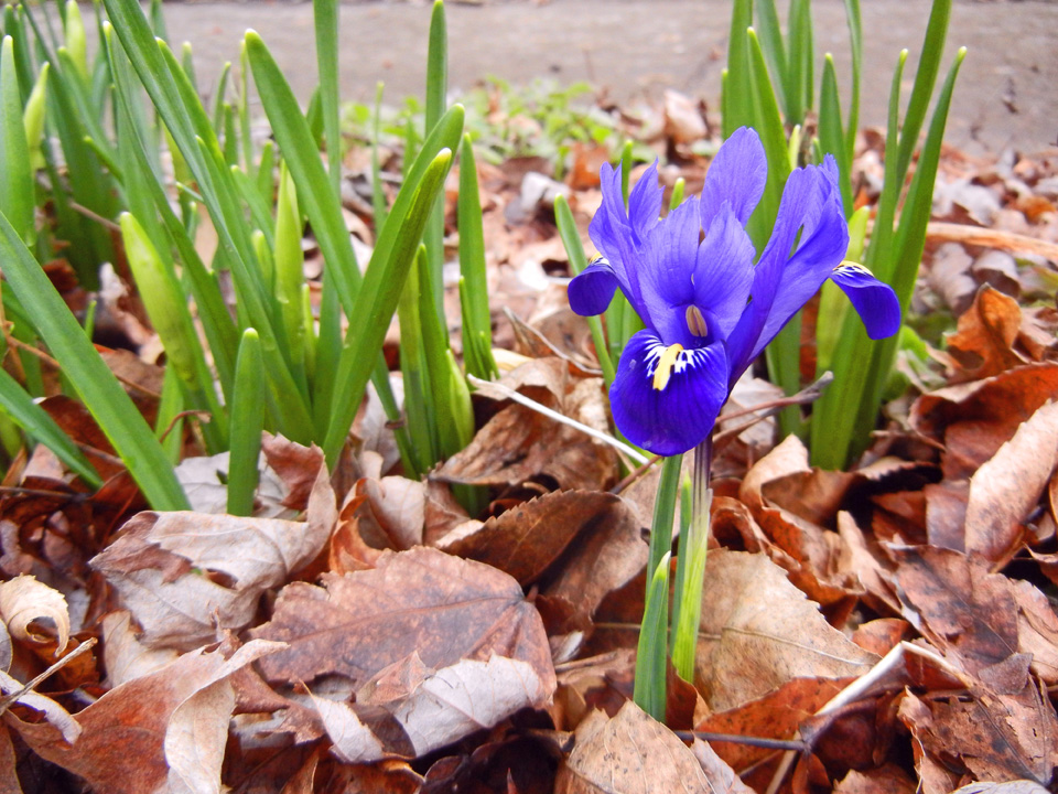 Iris Reticulata in Shawna Coronado's garden.