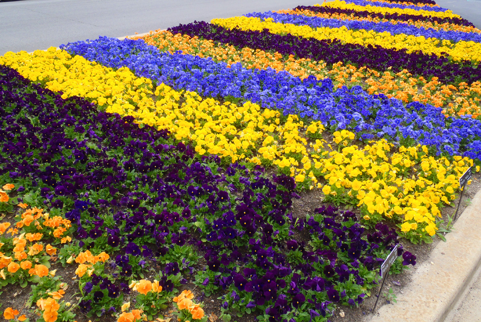 Striped pansy flower spring planting bed display.