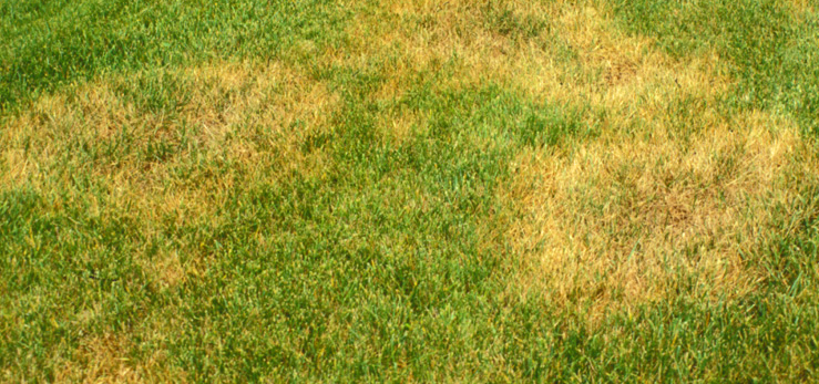 Brown patch fungus on grass.