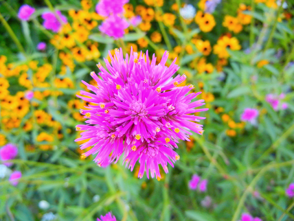 How To Grow Gomphrena Fireworks; The Best Sustainable Annual Flower