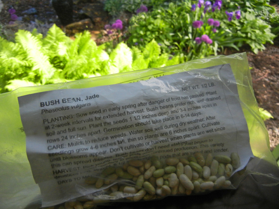 Green Bean seeds from friends