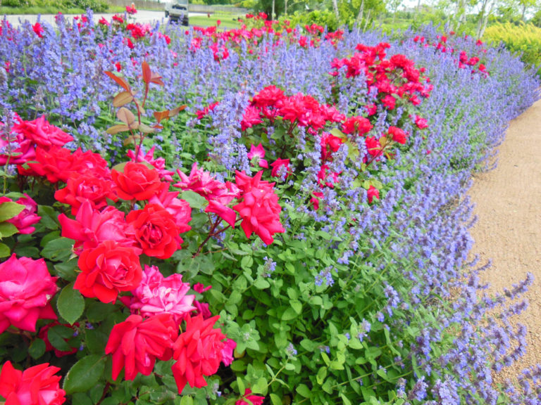 Roses and catmint at the Chicago Botanic Garden