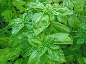 Basil from Shawna Coronado's garden for the Herb Infused Basil Cooler Martini