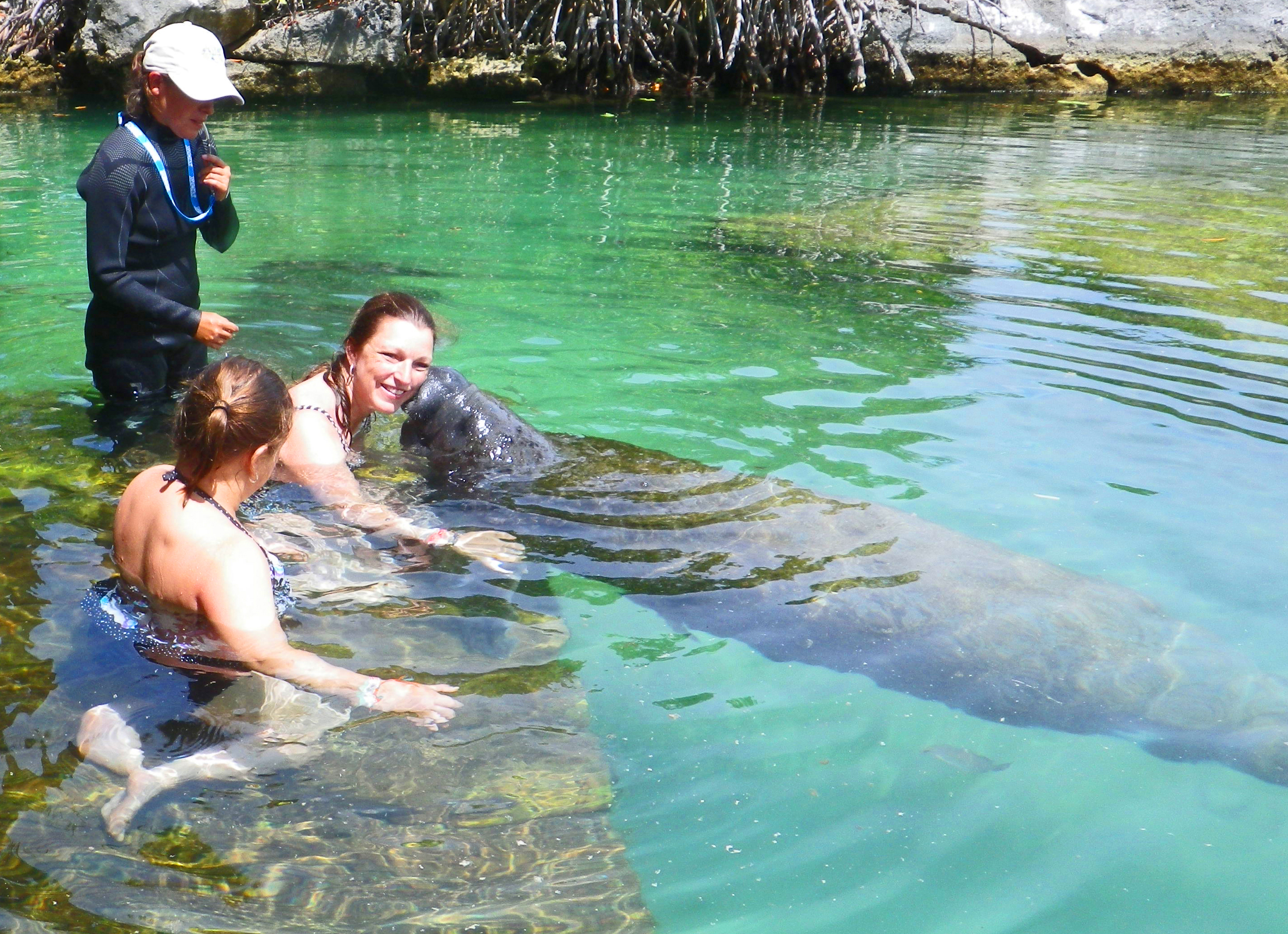 Swimming With Manatees In Mexico