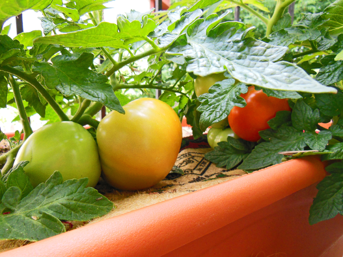 How To Plant A Tomato Results - Tomatoes in July