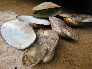 Clam Shells