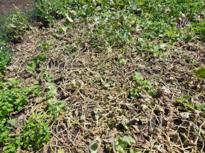 Dying Vegetables in Garden