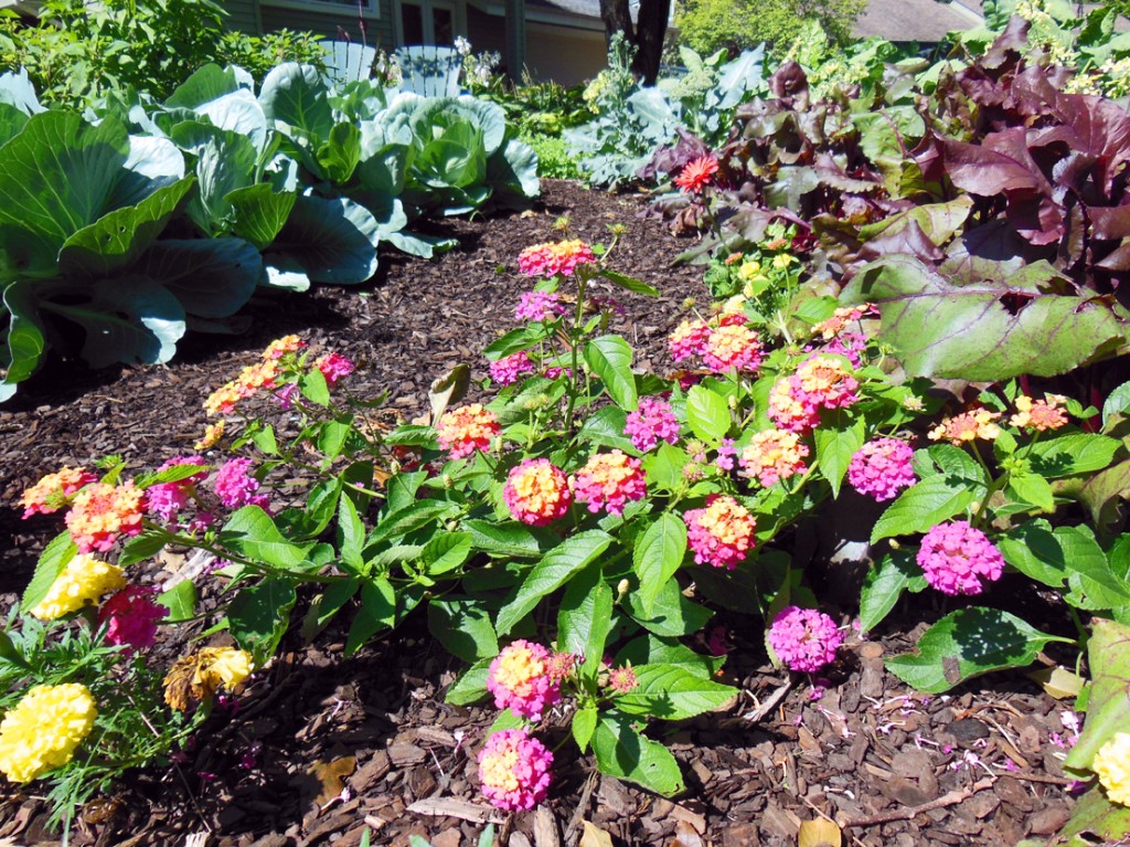 Luscious Berry Blend Lantana Flowers in an Onion Row Garden