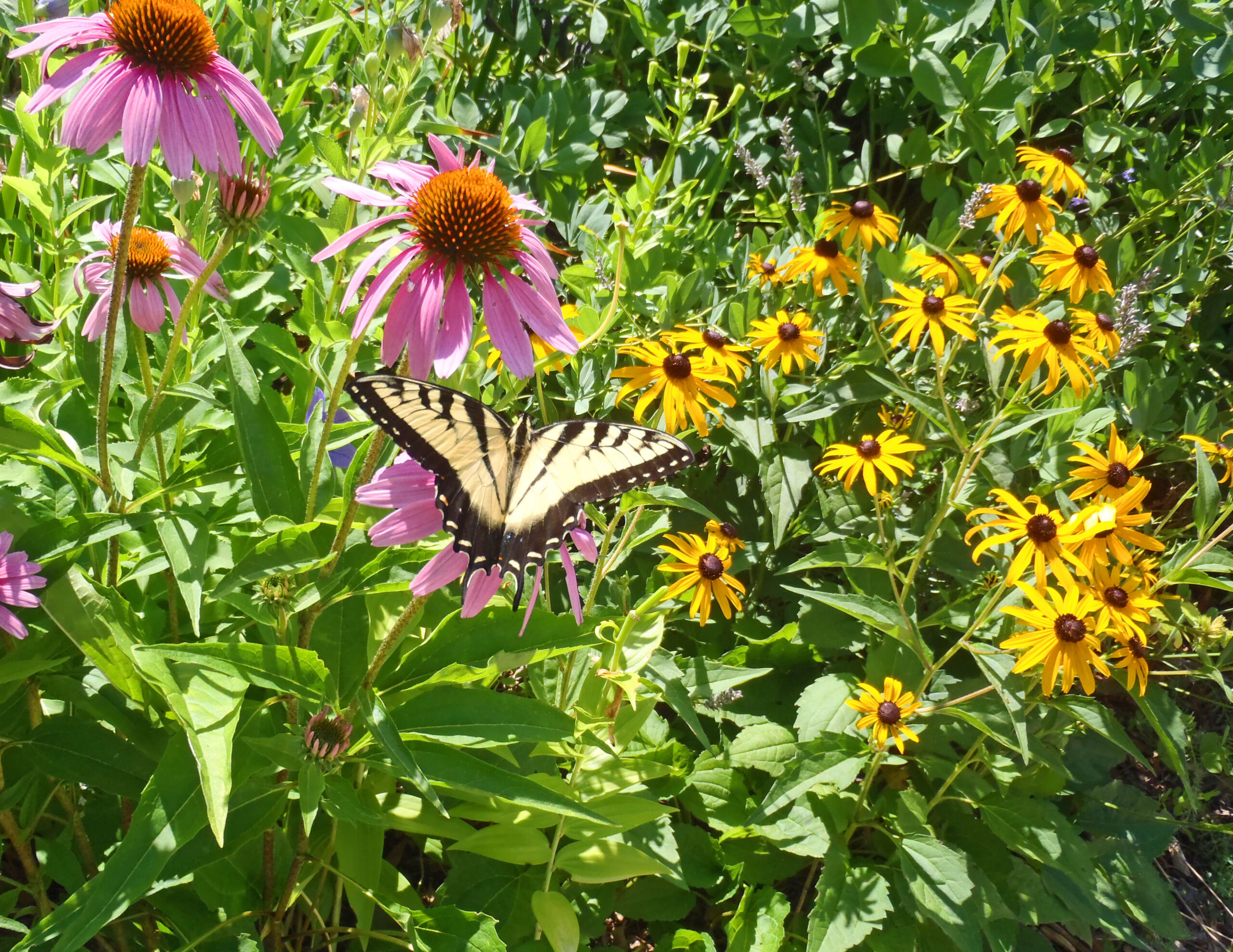 Swallowtail butterfly in Shawna Coronado's front garden.