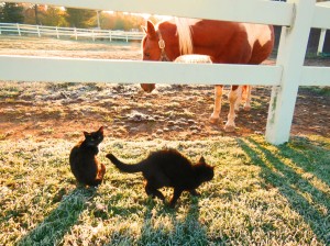 Horse and Kittens