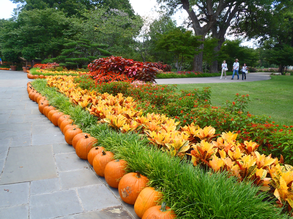 Pumpkins lining a walkway for the holidays