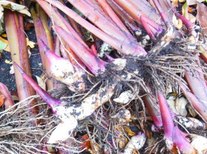 Canna root system.