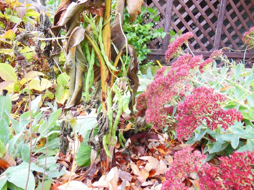 Green beans on a banana plant stalk.