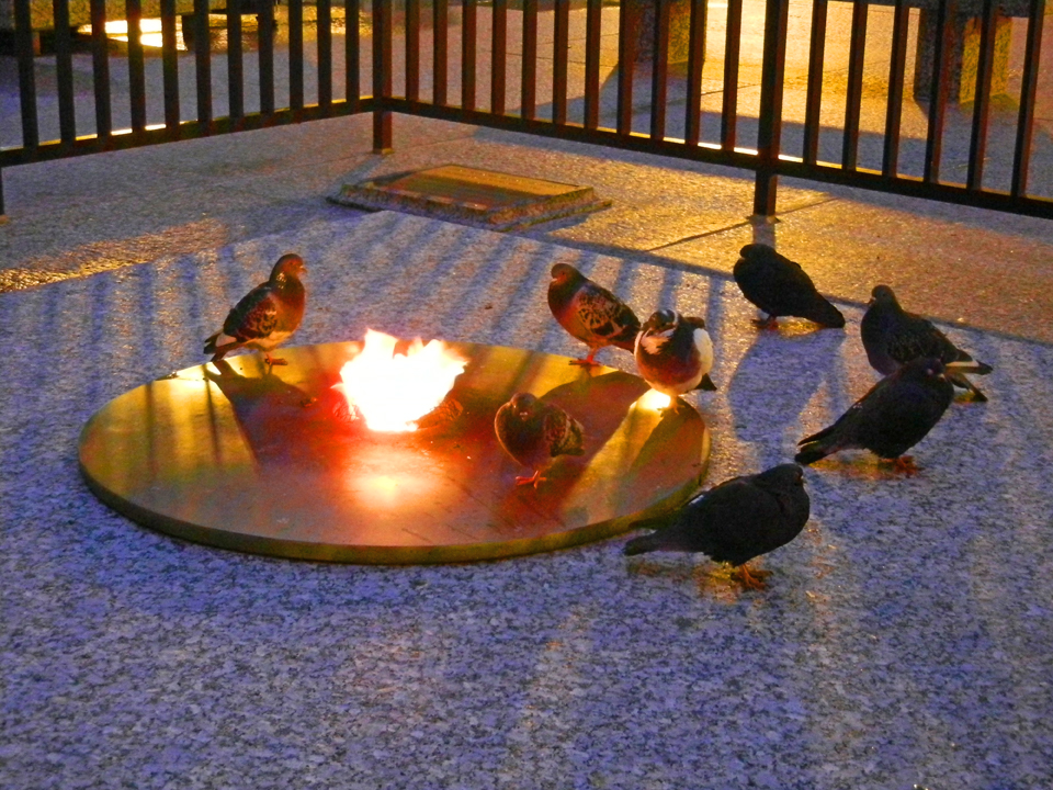 Best photos - pigeons in Daley Plaza Eternal Flame Memorial