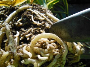 Agapanthus cutting the root with gloves on