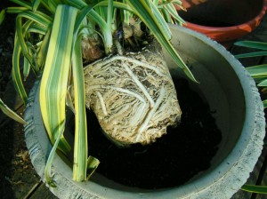 Agapanthus root bound