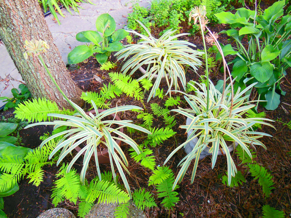 Bi-color foliage Agapanthus africanus Summer Sky PPAF