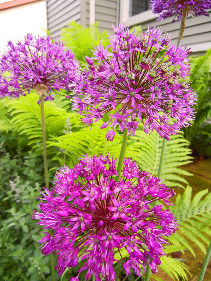 Allium Flowers