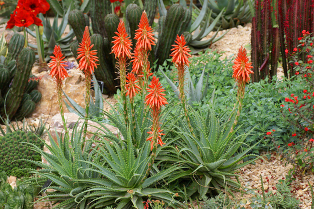 Aloe Humili 'Andhogp' Spineless Hedgehog flowering.